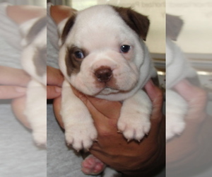 Boston Terrier Puppy for sale in CRKD RVR RNCH, OR, USA