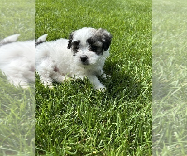 Medium Photo #4 Mal-Shi Puppy For Sale in ROGERS, MN, USA