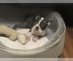 Small #11 Boston Terrier