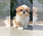 Small #2 Shih Tzu