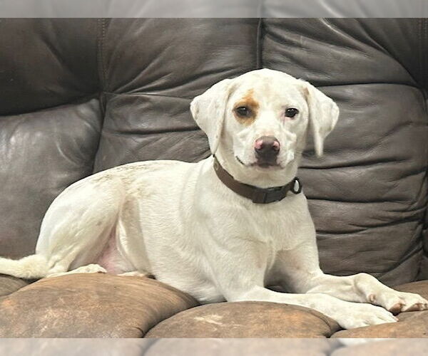 Medium Photo #11 Lab-Pointer Puppy For Sale in Brewster, NY, USA