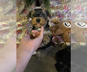 Yorkshire Terrier Puppy for sale in CAMDEN, SC, USA