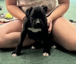 Puppy Cody Boxer