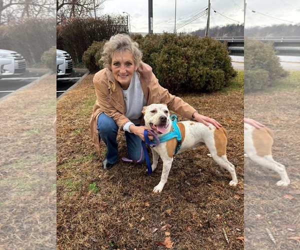 Medium Photo #2 Red Heeler-Unknown Mix Puppy For Sale in Uwchlan, PA, USA