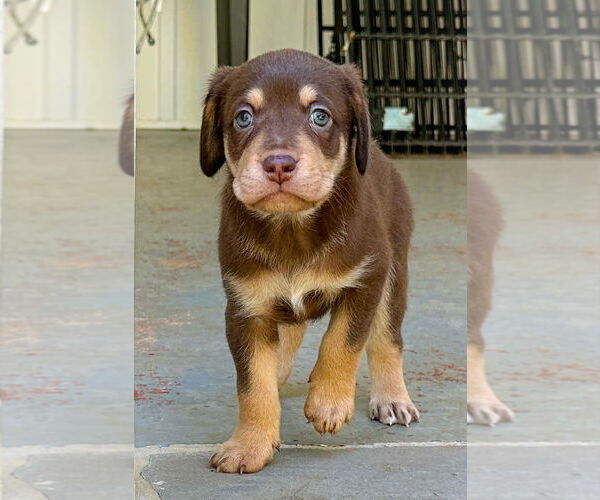 Medium Photo #7 Mutt Puppy For Sale in Holly Springs, NC, USA