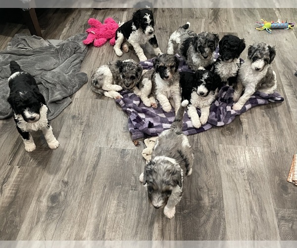 Medium Photo #7 Bernedoodle Puppy For Sale in ZEELAND, MI, USA