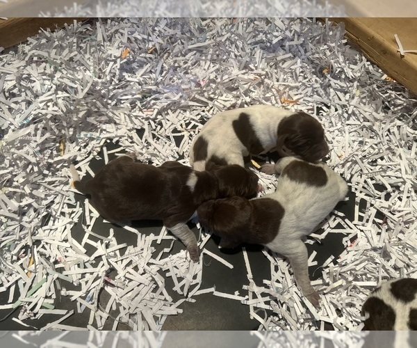 Medium Photo #1 German Shorthaired Pointer Puppy For Sale in BATESVILLE, IN, USA