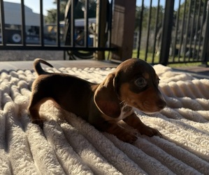 Dachshund Puppy for sale in WEBSTER, FL, USA
