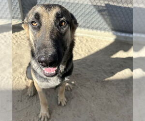 German Shepherd Dog Dogs for adoption in Riverside, CA, USA