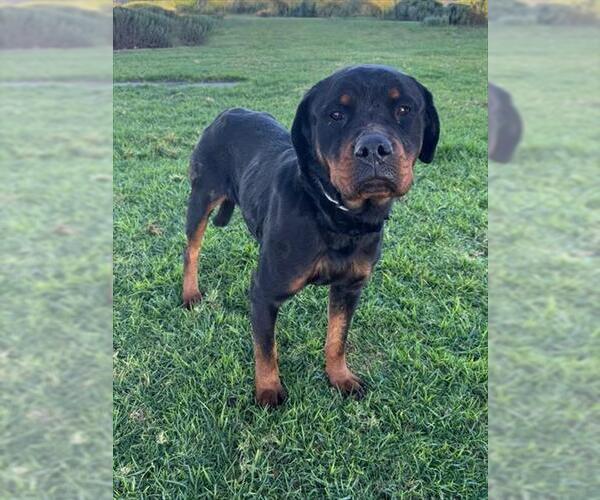 Medium Photo #1 Rottweiler Puppy For Sale in Riverside, CA, USA