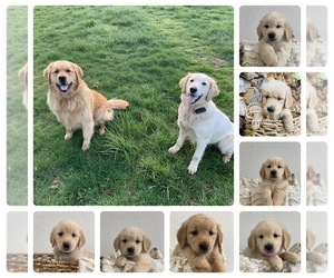 Golden Retriever Litter for sale in VANCOUVER, WA, USA