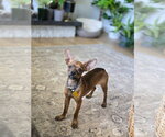 Small Chihuahua Mix
