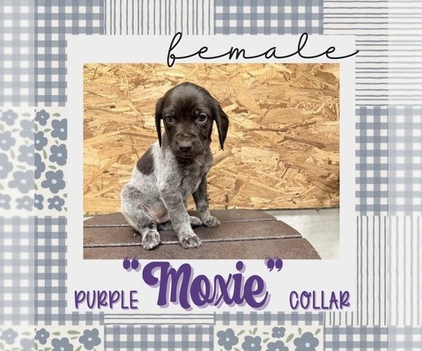 Medium Photo #1 German Shorthaired Pointer Puppy For Sale in BERNE, IN, USA
