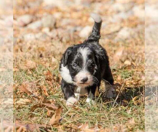 Medium Photo #1 Bernedoodle (Miniature) Puppy For Sale in PRAIRIE VIEW, KS, USA