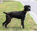 Small #2 Mutt