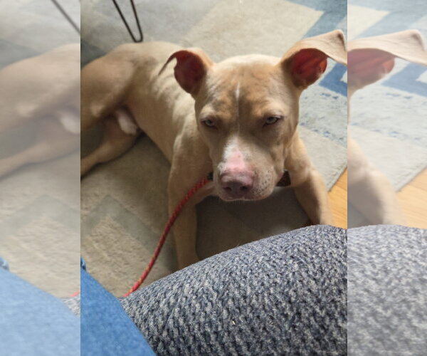 Medium Photo #2 Mutt Puppy For Sale in Shelburne, VT, USA