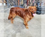 Small #14 Golden Retriever