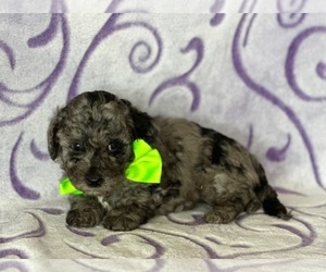 Poodle (Toy) Dog for Adoption in LANCASTER, Pennsylvania USA