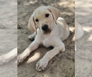 Labrador Retriever Puppy for sale in LOVELADY, TX, USA