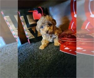 Poodle (Toy) Puppy for sale in ORLANDO, FL, USA