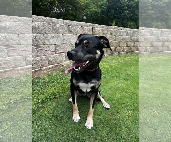 Medium Photo #1 Mutt Puppy For Sale in Kewanee, IL, USA