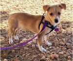 Small Photo #1 Chihuahua-Unknown Mix Puppy For Sale in Phoenix, AZ, USA