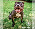 Small #3 American Pit Bull Terrier