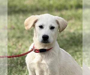 Great Pyrenees-Unknown Mix Dogs for adoption in Yardley, PA, USA