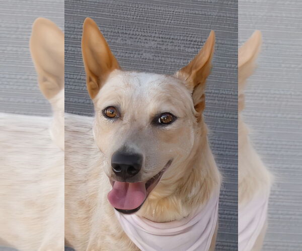 Medium Photo #3 Mutt Puppy For Sale in Pasadena, CA, USA
