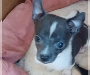 Chihuahua Puppy for sale in CLAYMONT, DE, USA