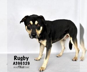 Rottweiler-Unknown Mix Dogs for adoption in Conroe, TX, USA