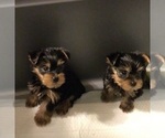 Small #2 Yorkshire Terrier