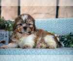 Puppy Travis Shih Tzu