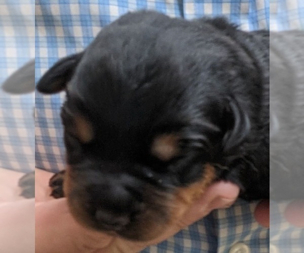 Medium Photo #2 Rottweiler Puppy For Sale in ROCKFORD, IL, USA