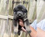 Small #2 German Shepherd Dog