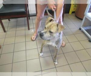 American Staffordshire Terrier Dogs for adoption in Ocala, FL, USA