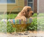 Small Photo #8 Golden Retriever Puppy For Sale in BEDFORD, TX, USA