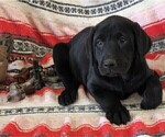 Small Photo #3 Labrador Retriever Puppy For Sale in MERIDEN, KS, USA