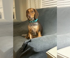 Gunner - Male Pointer-Beagle Dog for Adoption - Photo #4