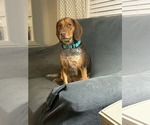 Small Photo #4 Pointer-Beagle Puppy For Sale in Arlington, VA, USA