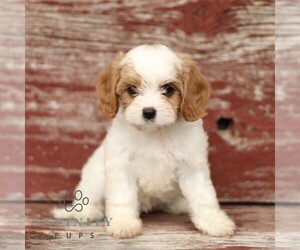 Cavapoo Puppy for sale in KINZERS, PA, USA