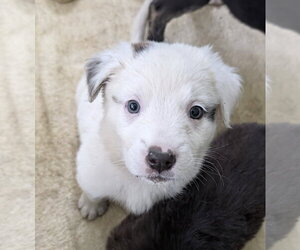Brie - Female Great Pyrenees-Unknown Mix Dog for Adoption - Photo #3