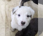 Small Photo #3 Great Pyrenees-Unknown Mix Puppy For Sale in Brooklyn Center, MN, USA