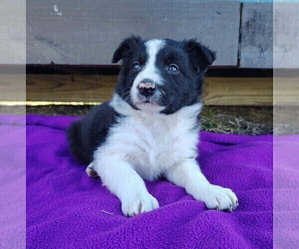 Medium Photo #9 Border Collie Puppy For Sale in NORBORNE, MO, USA