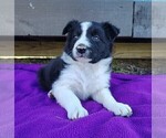 Small #8 Border Collie