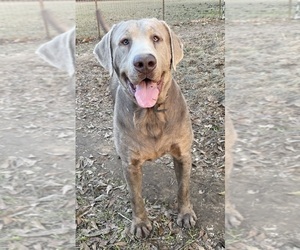 Father of the Labrador Retriever puppies born on 05/22/2025