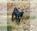 Small #2 Mutt