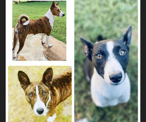 Mother of the Basenji puppies born on 11/25/2022