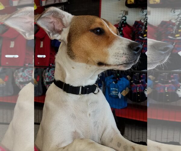 Medium Photo #3 Mutt Puppy For Sale in Spring, TX, USA