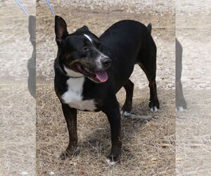 Rottweiler-Unknown Mix Dogs for adoption in Bandera, TX, USA